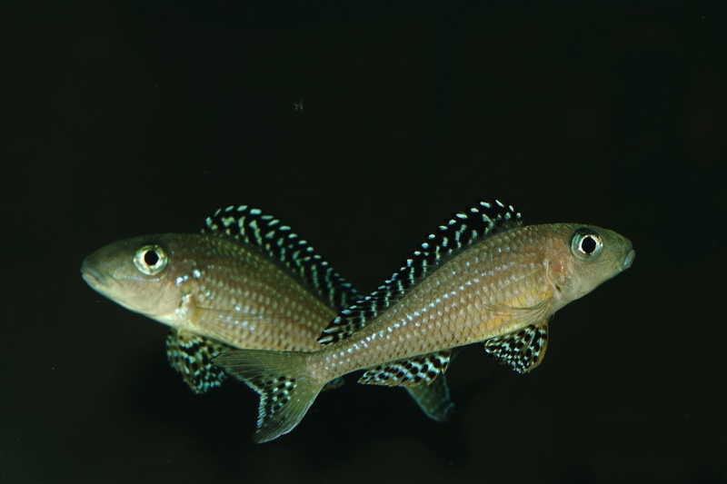 Xenotilapia papilio 'Tembwe Deux'